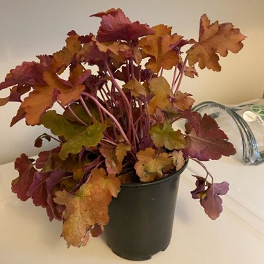 Heuchera 'Autumn Leaves'