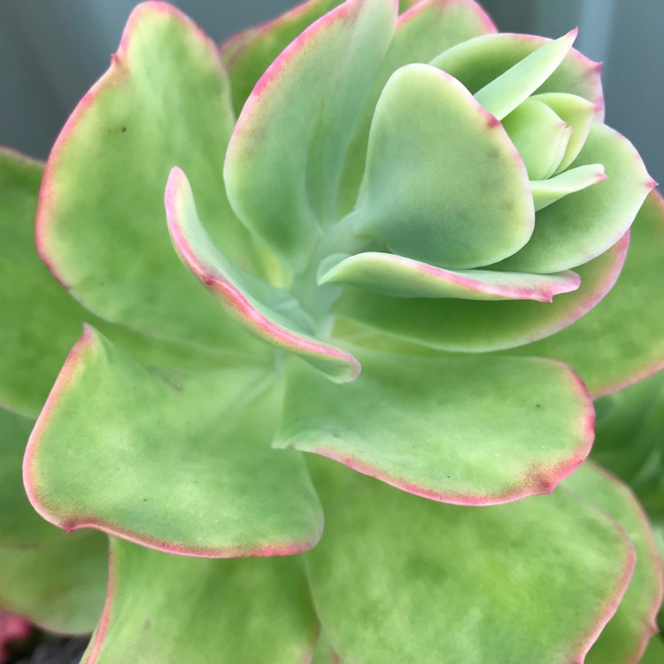 Plant image Echeveria Pallida