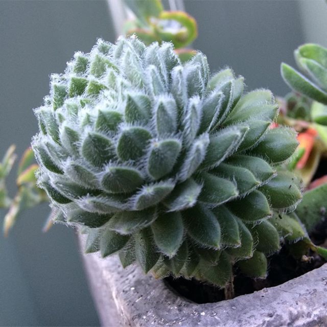 Plant image Sempervivum Hairy Balls