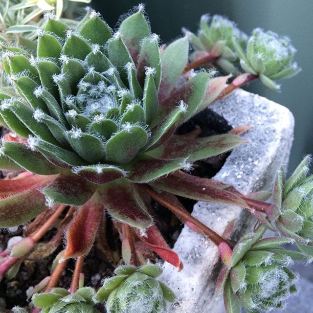 Plant image Sempervivum Raspberry Ice