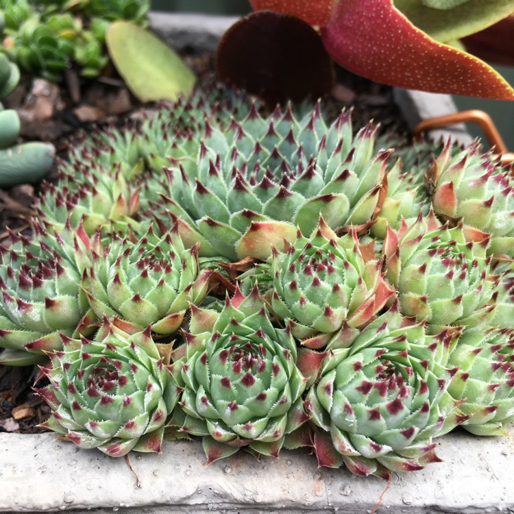 Plant image Sempervivum Tectorum Greenii