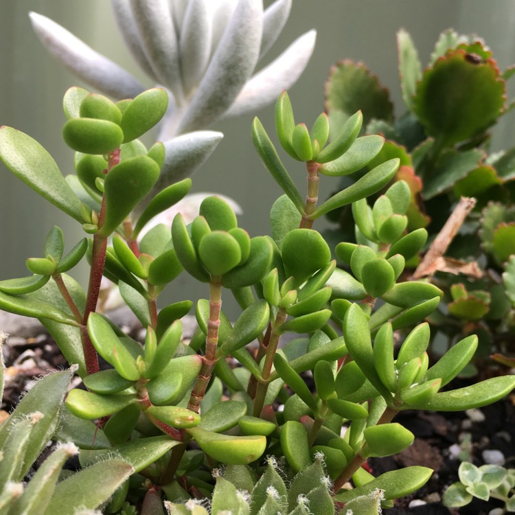 Plant image Crassula Radicans