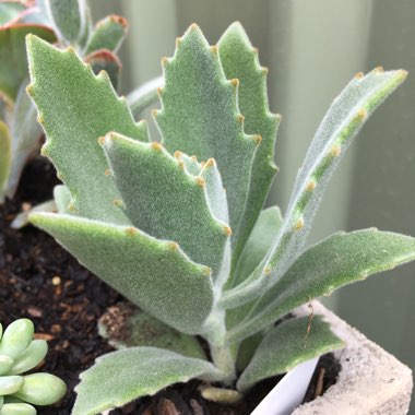 Kalanchoe Beharti