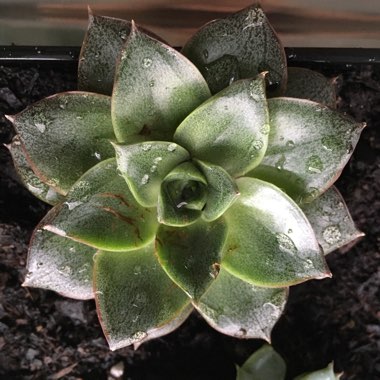 Echeveria Dionysos