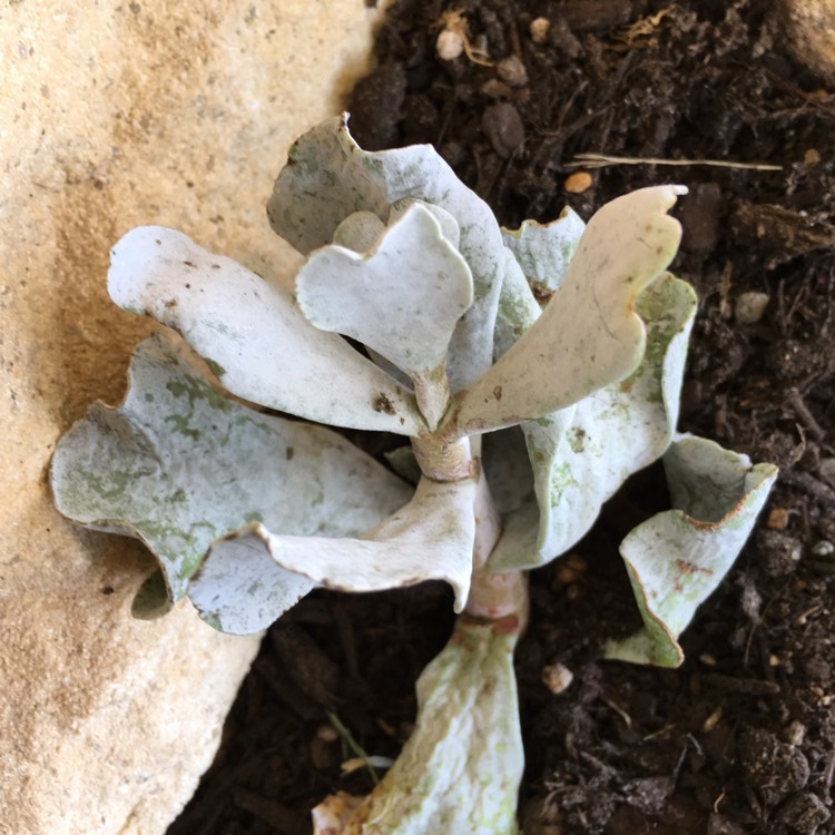 Plant image Cotyledon orbiculata 'Silver Waves'