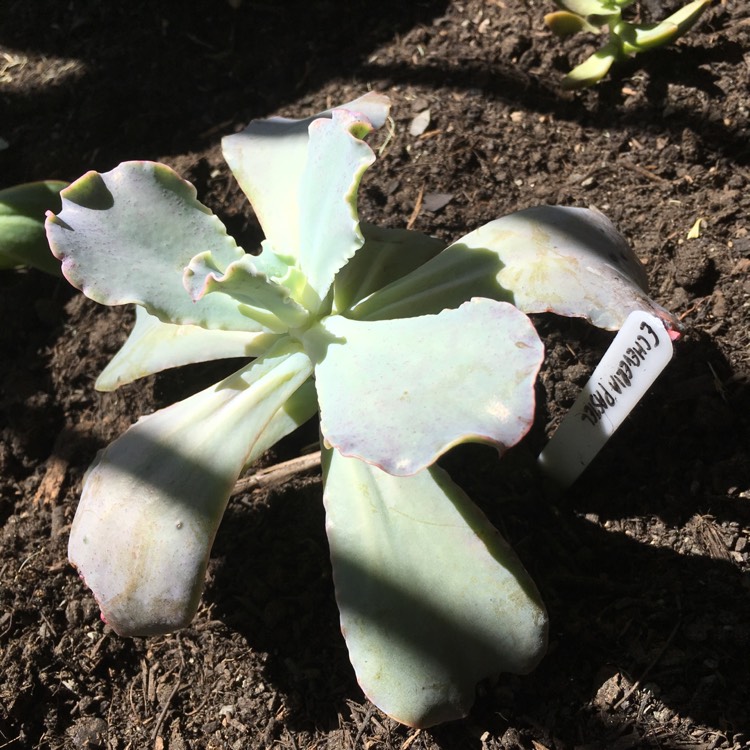 Plant image Echeveria Pastel