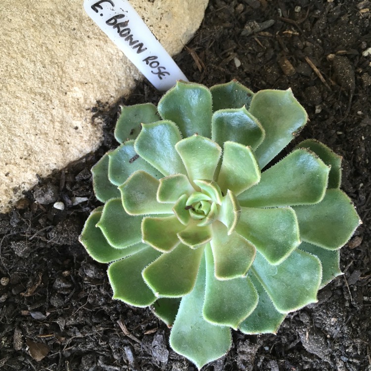 plant image 658140