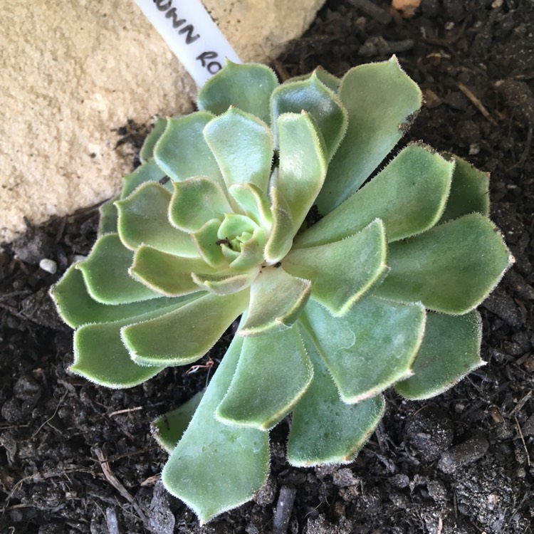 Plant image Echeveria Brown Rose