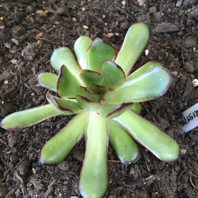 Plant image Echeveria Christmas