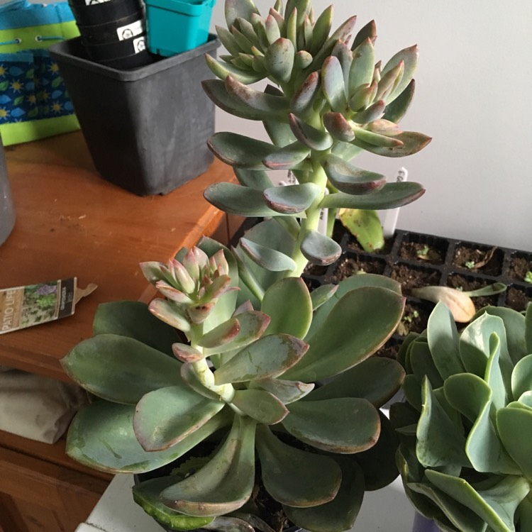 Plant image x Pachyveria 'Blue Tongue' syn. Graptoveria 'Blue Tongue'