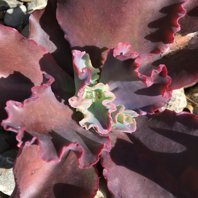 Plant image Echeveria Black Opal