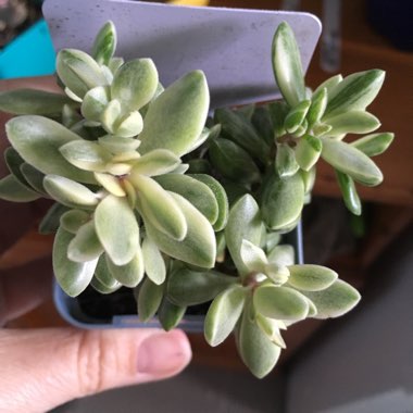 Crassula rogersii Variegated