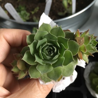 Sempervivum Emerald Giant