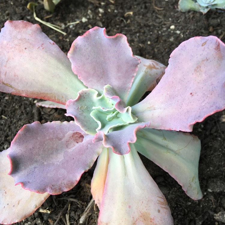 Plant image Echeveria Pastel