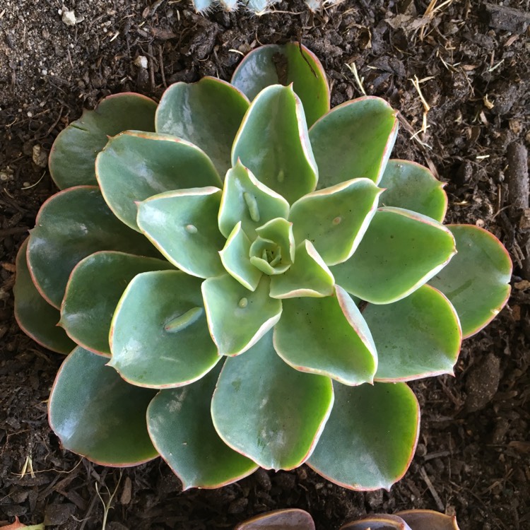 plant image 683057