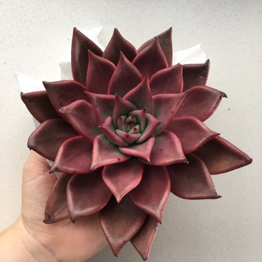 Echeveria Agavoides Romeo