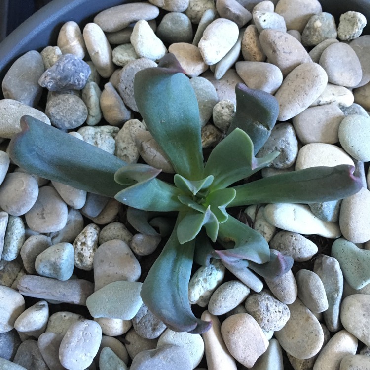 Plant image Echeveria Dark Hawk