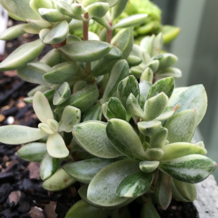 Plant image Crassula rogersii Variegated