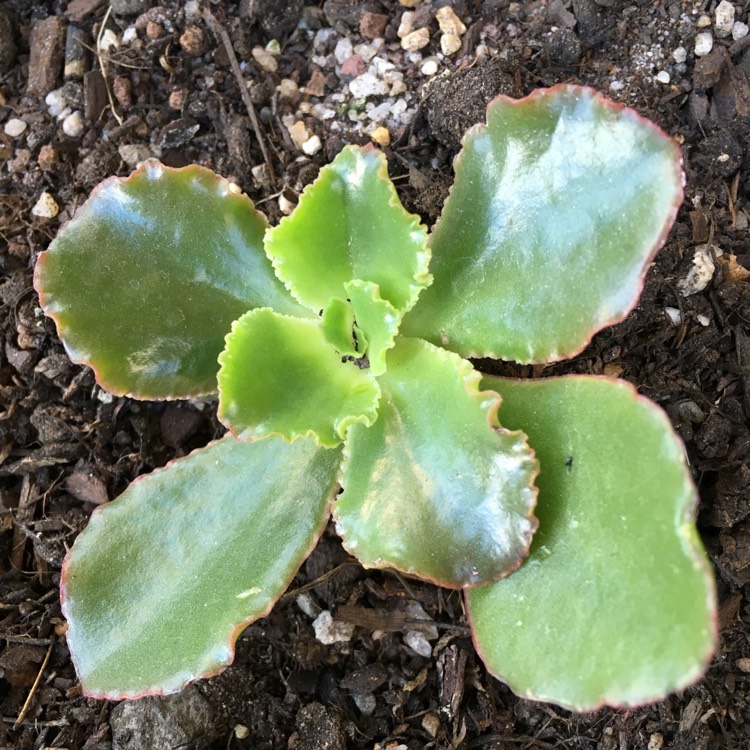 Plant image Echeveria Katella IV