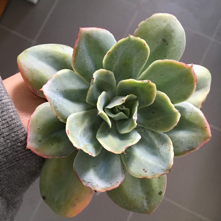 Plant image Echeveria Cloudburst