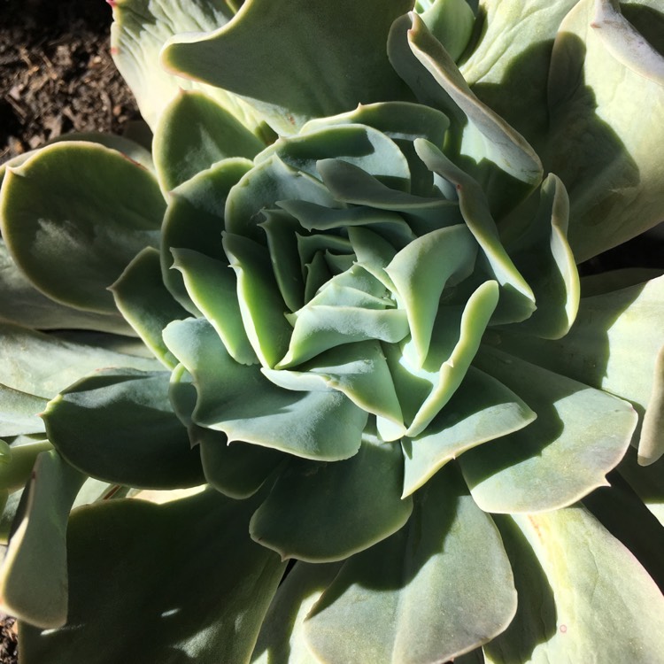 Plant image Echeveria Bladerunner