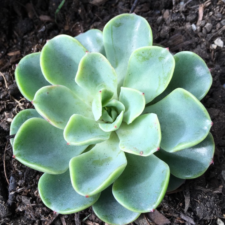 Plant image Echeveria Lara