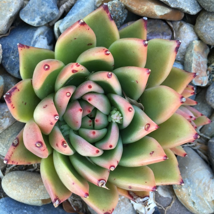 Plant image Echeveria Agavoides Lem