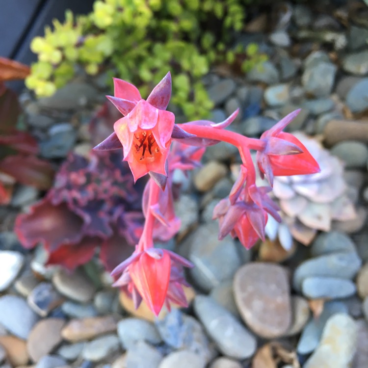 Plant image Echeveria Black Opal