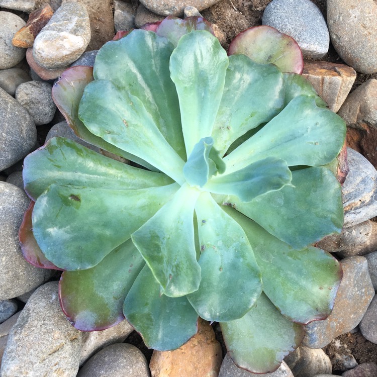 Plant image Echeveria Blue Lagoon