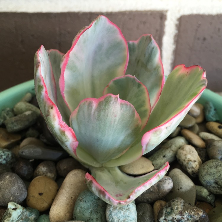 Plant image Echeveria Flying Cloud