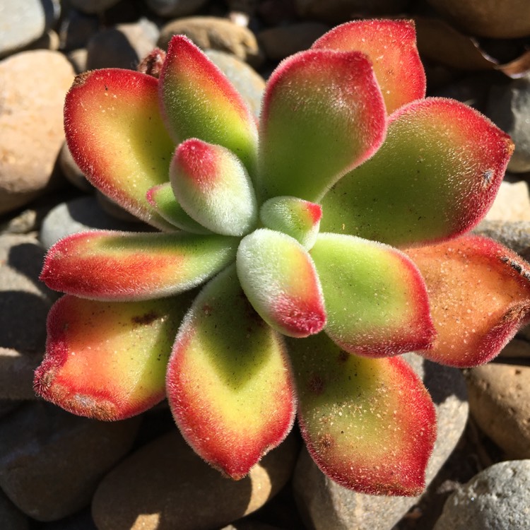 Plant image Echeveria Pulvinata var. Pulvinata