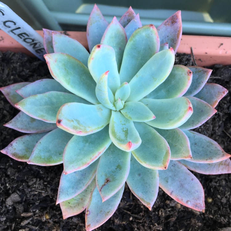 Plant image Echeveria Cleone