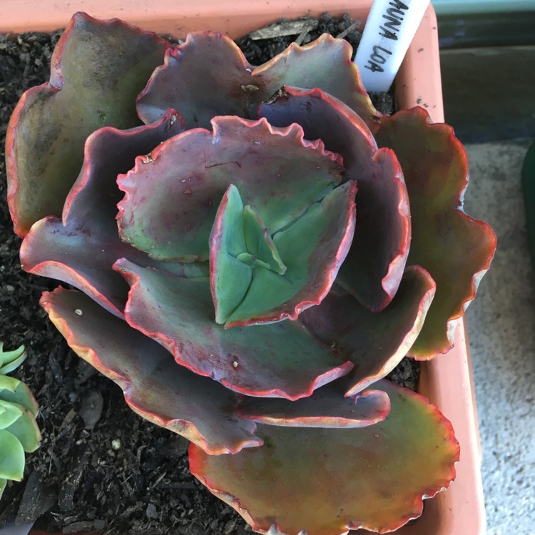 Plant image Echeveria Mauna Loa Pink Form