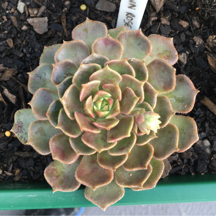 Plant image Echeveria Brown Rose