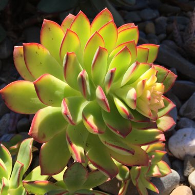 Aeonium Haworthii Dreamcolour