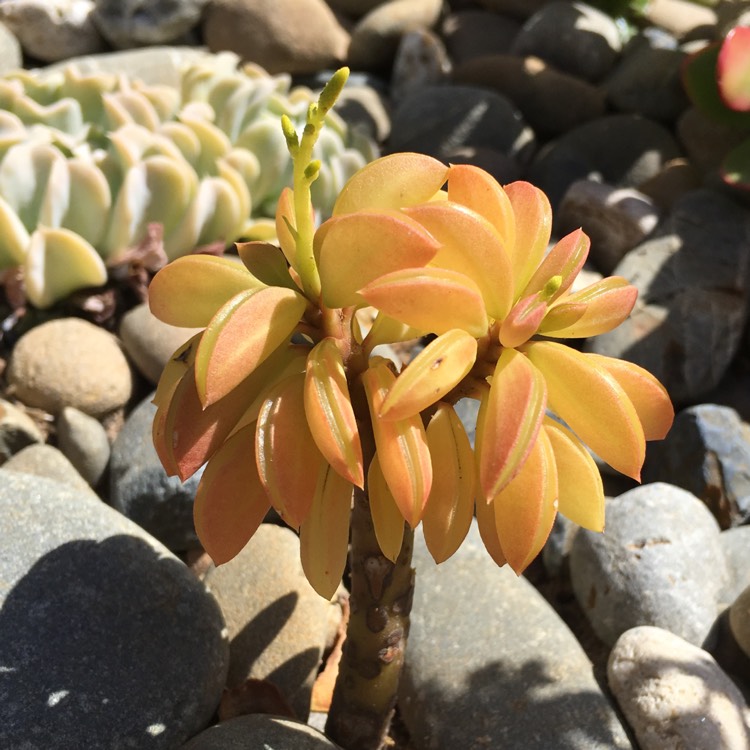 Plant image Peperomia nivalis