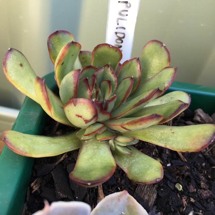 Plant image Echeveria Christmas