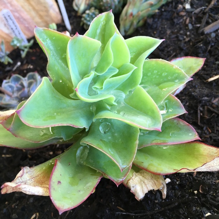 Plant image Echeveria Lemon Twist