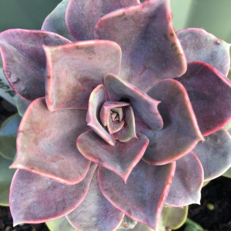 Plant image Echeveria Red Ruby