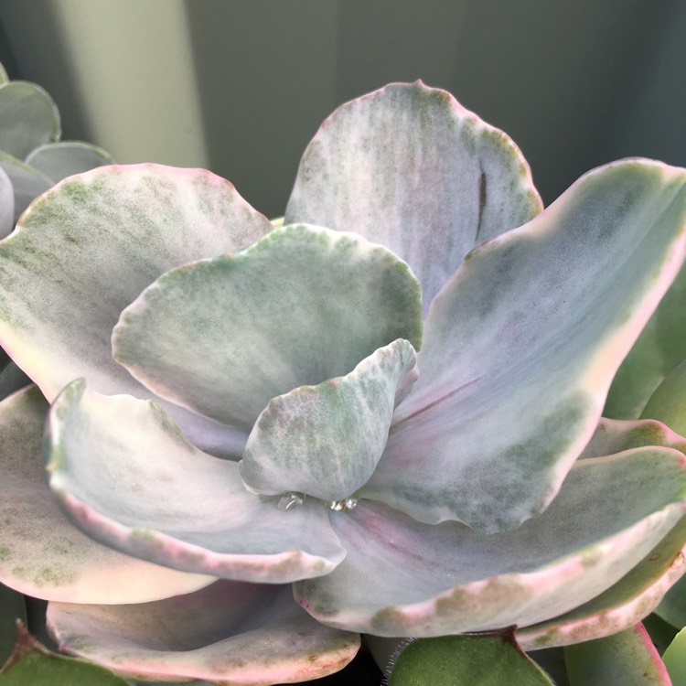 Plant image Echeveria Decora