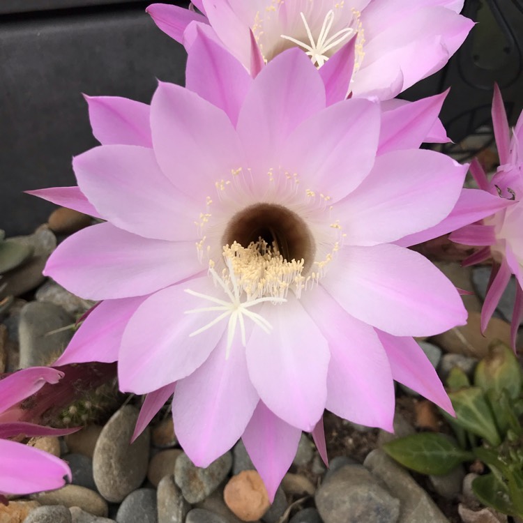 Plant image Ferocactus