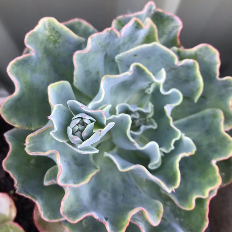 Plant image Echeveria Aquarius