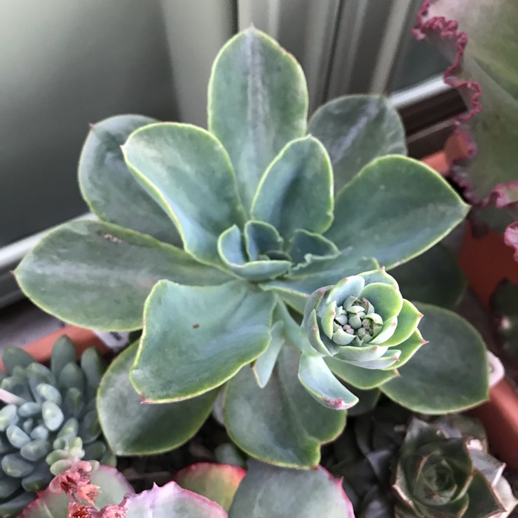 Plant image Echeveria Rainbow Sunset