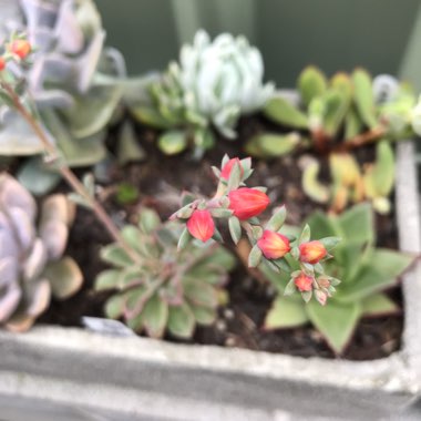 Echeveria Fantastic Fountain