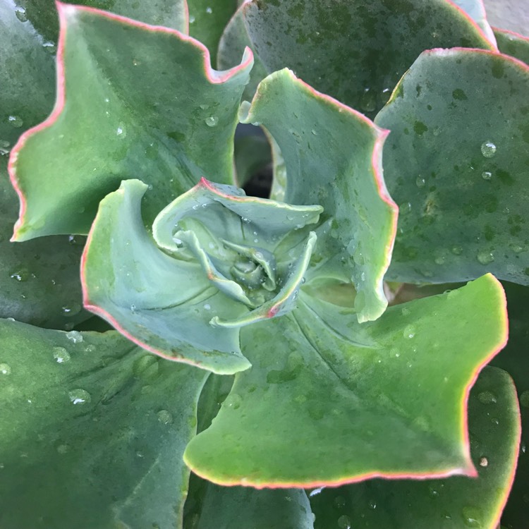 Plant image Echeveria Contempo