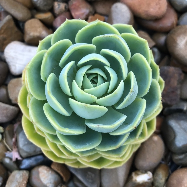 Plant image Echeveria Bees Knees