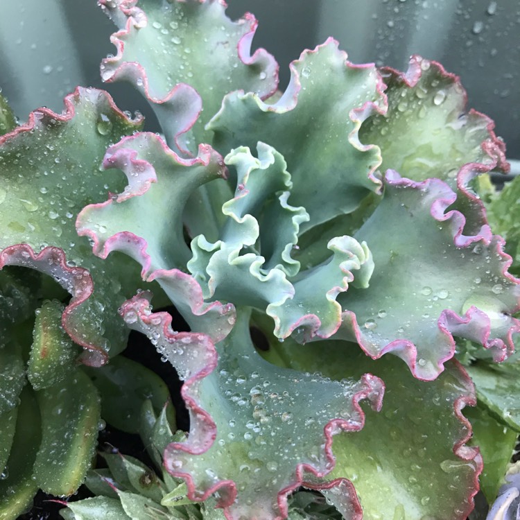 Plant image Echeveria Tutti Frutti