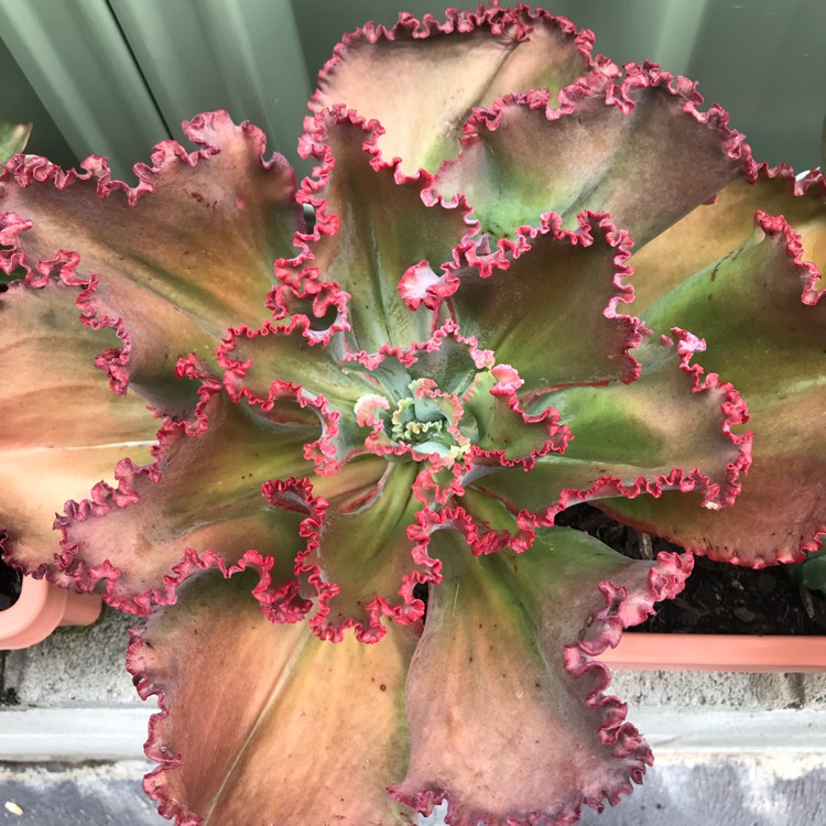 Plant image Echeveria Satine