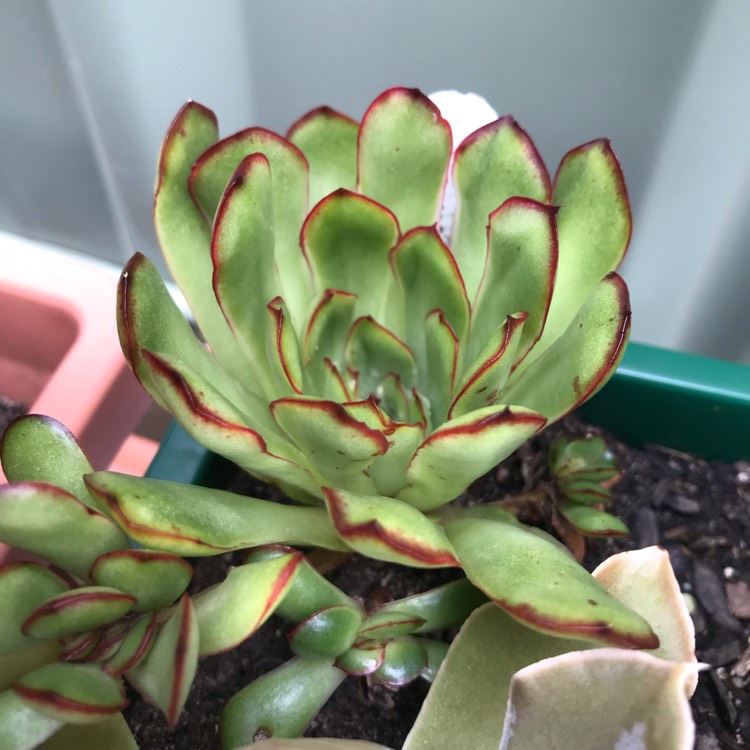 Plant image Echeveria Christmas