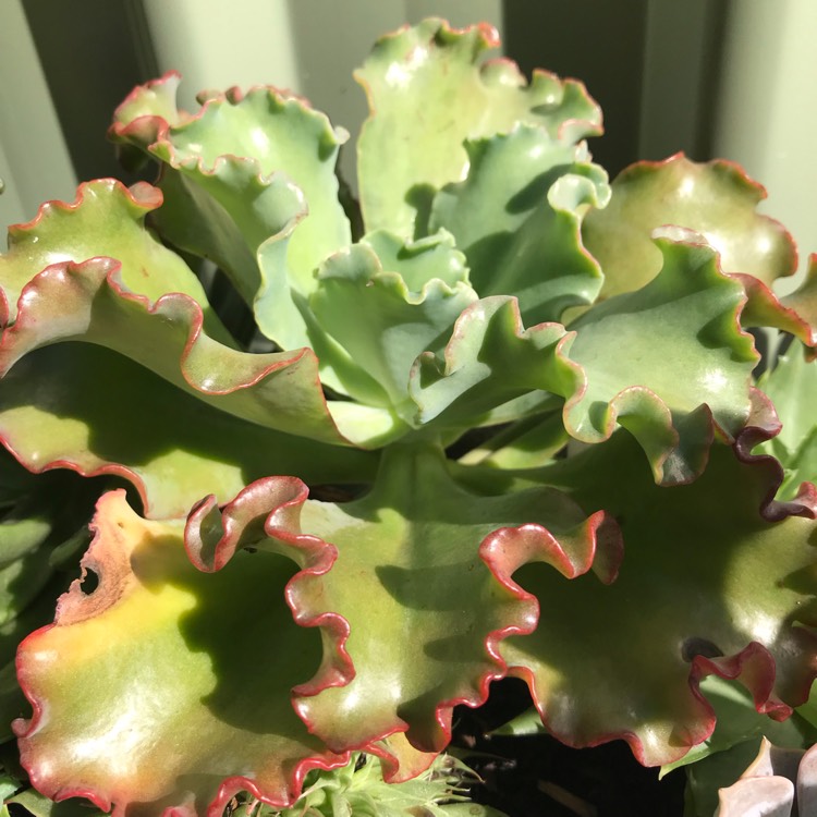 Plant image Echeveria Tutti Frutti